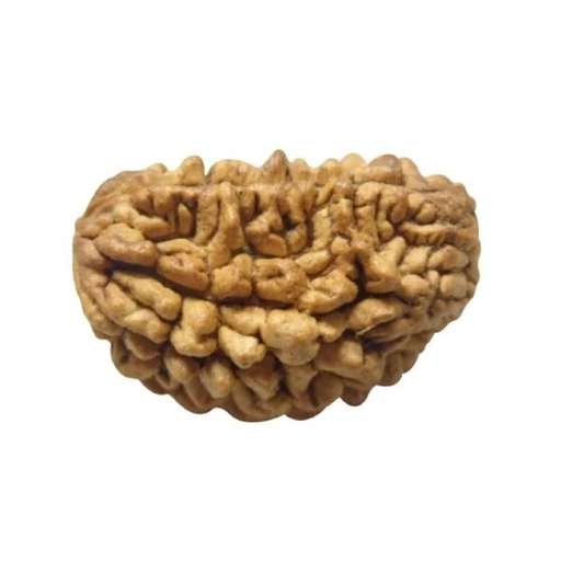 1 Mukhi Nepali Rudraksha — Photo 2 of 6