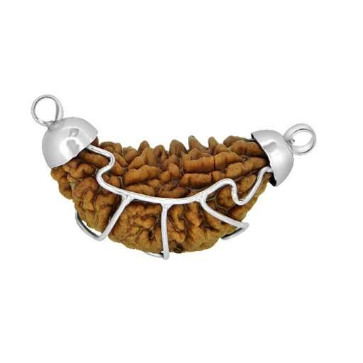 1 Mukhi Nepali Rudraksha — Photo 3 of 6