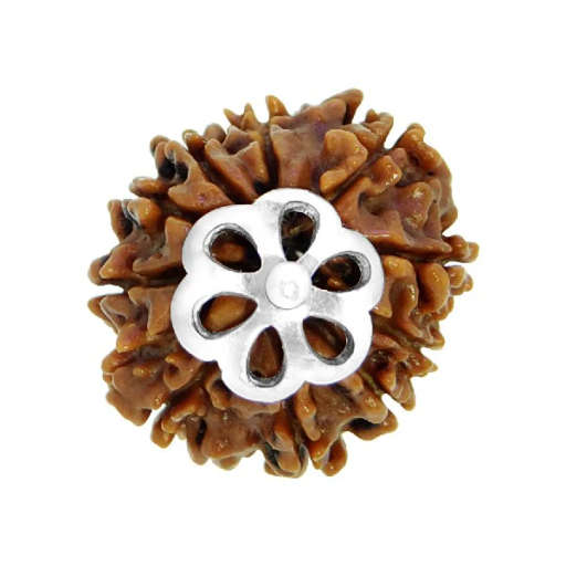 10 Mukhi Nepali Rudraksha — Photo 2 of 7