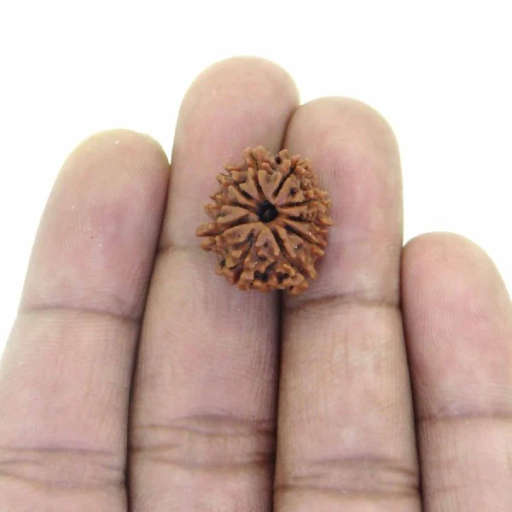 10 Mukhi Nepali Rudraksha — Photo 3 of 7