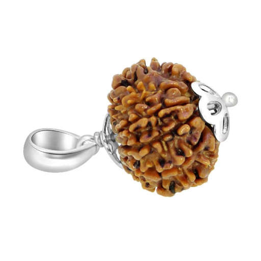 10 Mukhi Nepali Rudraksha — Photo 4 of 7
