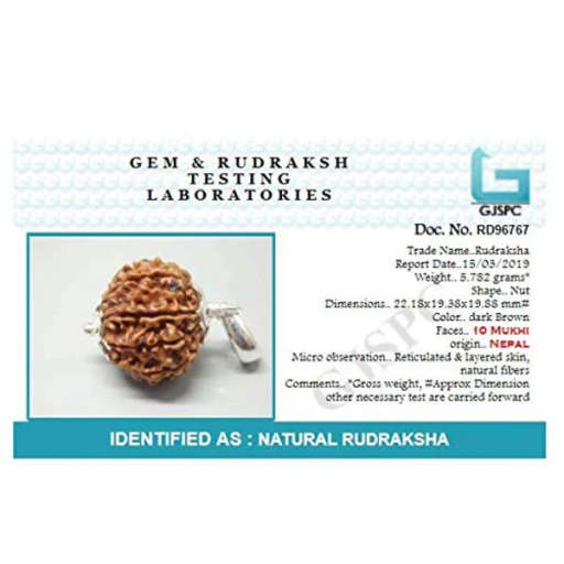 10 Mukhi Nepali Rudraksha — Photo 5 of 7