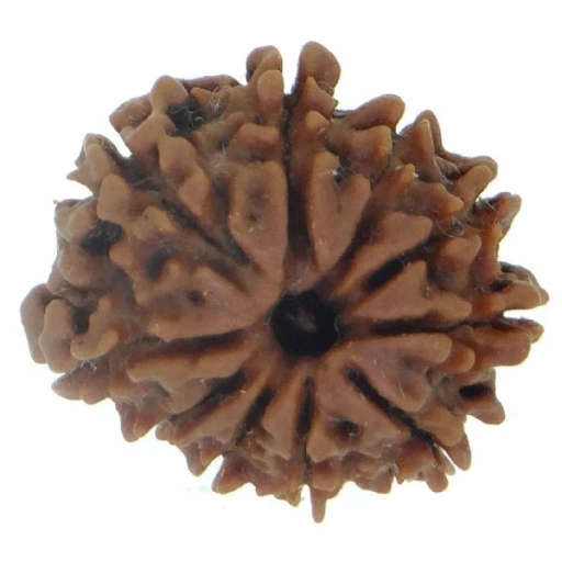 10 Mukhi Nepali Rudraksha — Photo 7 of 7