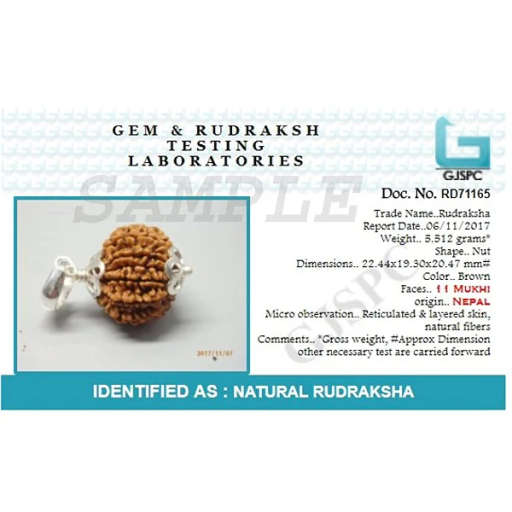 11 Mukhi Nepali Rudraksha — Photo 2 of 7