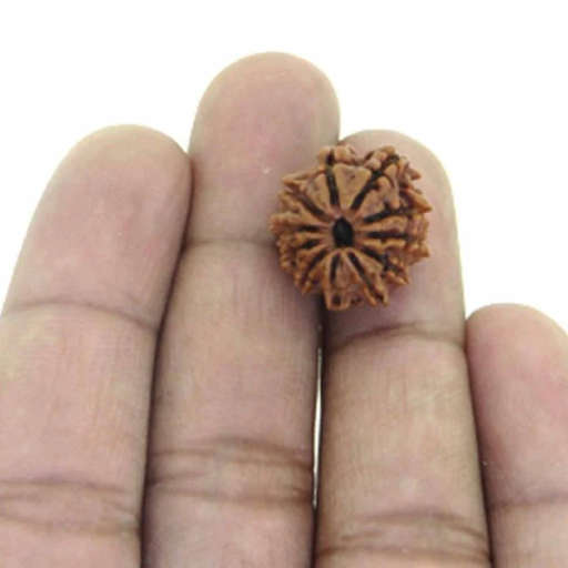 11 Mukhi Nepali Rudraksha — Photo 3 of 7