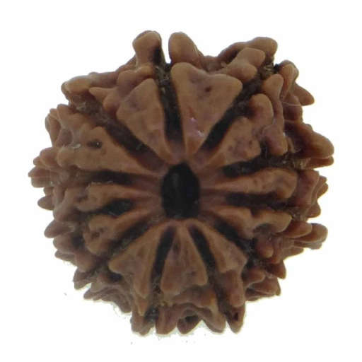 11 Mukhi Nepali Rudraksha — Photo 5 of 7