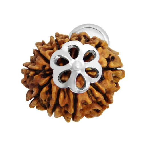 11 Mukhi Nepali Rudraksha — Photo 7 of 7