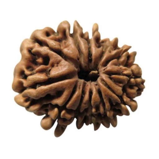 12 Mukhi Nepali Rudraksha — Photo 1 of 7