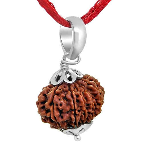 12 Mukhi Nepali Rudraksha — Photo 2 of 7