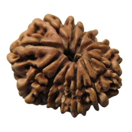 12 Mukhi Nepali Rudraksha — Photo 3 of 7