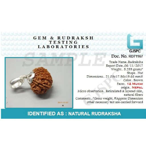 12 Mukhi Nepali Rudraksha — Photo 4 of 7