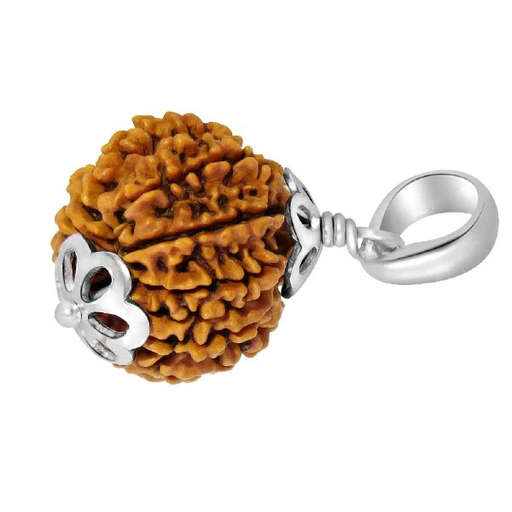 12 Mukhi Nepali Rudraksha — Photo 6 of 7