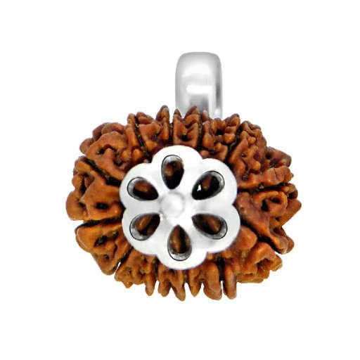 12 Mukhi Nepali Rudraksha — Photo 7 of 7