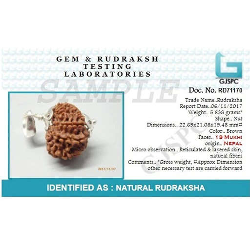 13 Mukhi Nepali Rudraksha — Photo 1 of 9