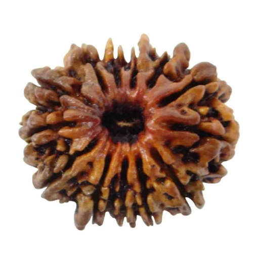 13 Mukhi Nepali Rudraksha — Photo 5 of 9