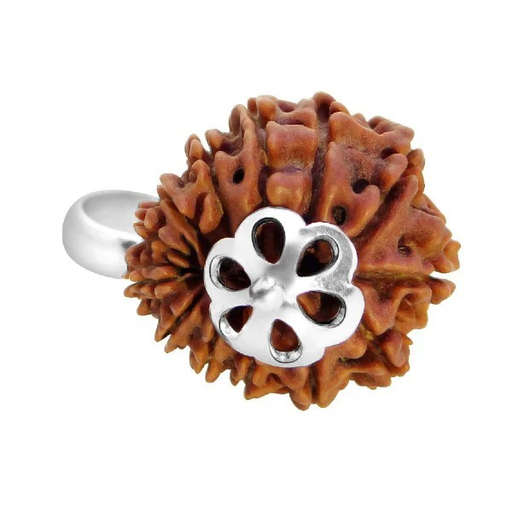 13 Mukhi Nepali Rudraksha — Photo 6 of 9