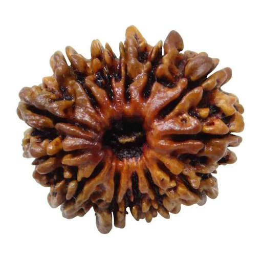 13 Mukhi Nepali Rudraksha — Photo 9 of 9