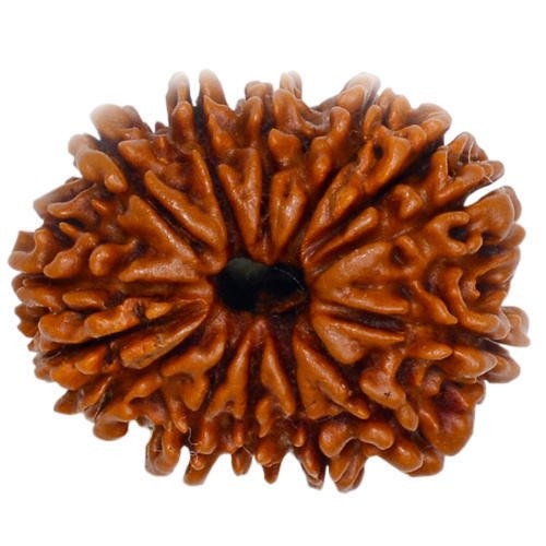 14 Mukhi Nepali Rudraksha — Photo 1 of 2