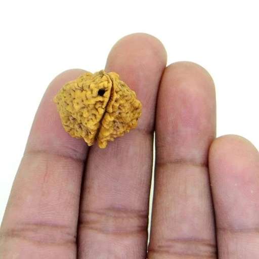 2 Mukhi Nepali Rudraksha — Photo 1 of 8