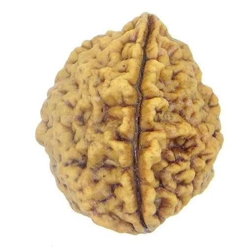 2 Mukhi Nepali Rudraksha — Photo 4 of 8