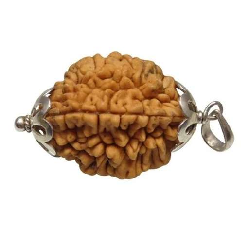2 Mukhi Nepali Rudraksha — Photo 7 of 8