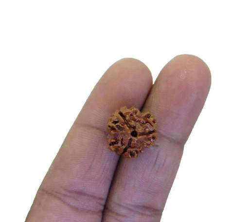 3 Mukhi Nepali Rudraksha — Photo 4 of 5