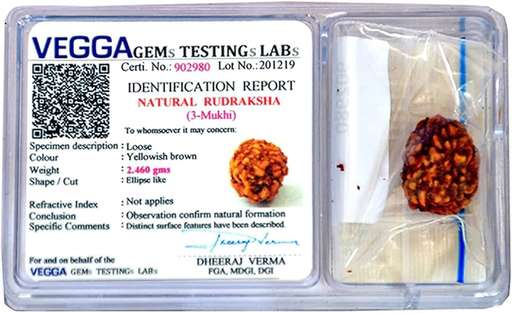 3 Mukhi Nepali Rudraksha — Photo 5 of 5