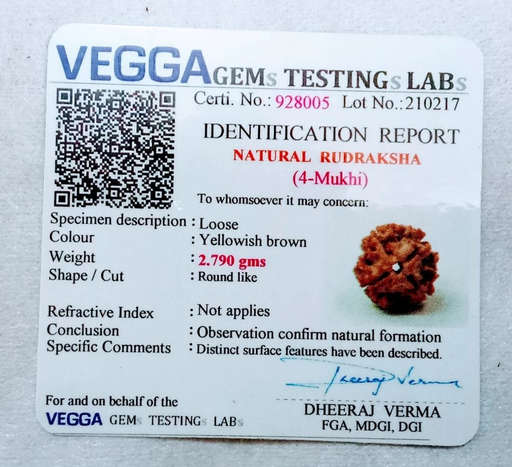 4 Mukhi Nepali Rudraksha — Photo 1 of 8