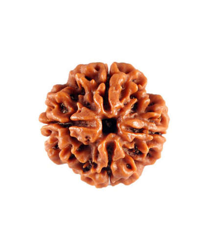 4 Mukhi Nepali Rudraksha — Photo 4 of 8