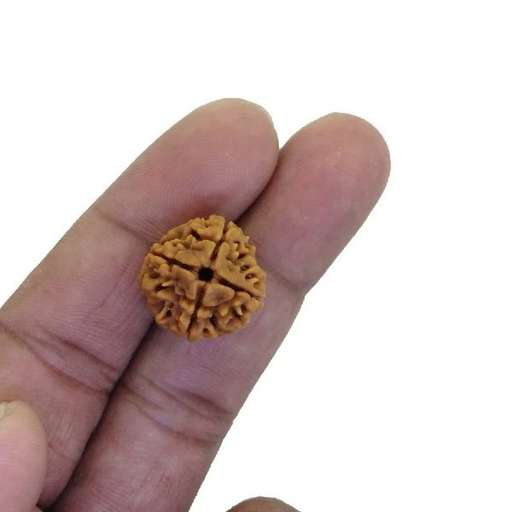4 Mukhi Nepali Rudraksha — Photo 7 of 8