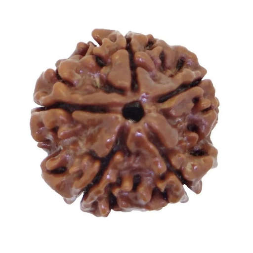 5 Mukhi Nepali Rudraksha — Photo 2 of 8
