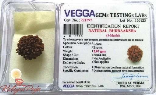 5 Mukhi Nepali Rudraksha — Photo 6 of 8