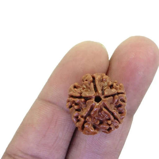 5 Mukhi Nepali Rudraksha — Photo 7 of 8