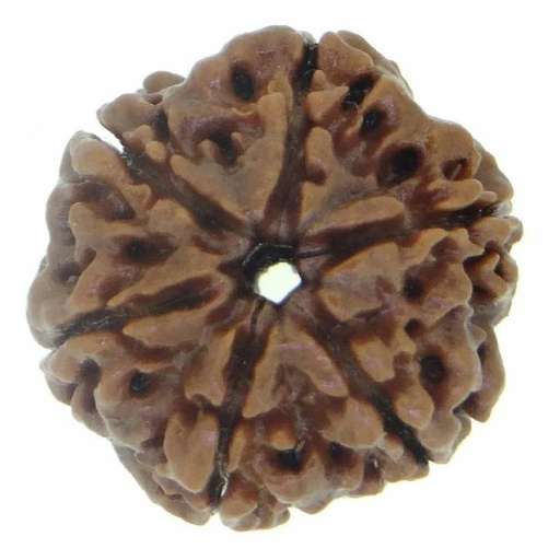 6 Mukhi Nepali Rudraksha — Photo 1 of 9