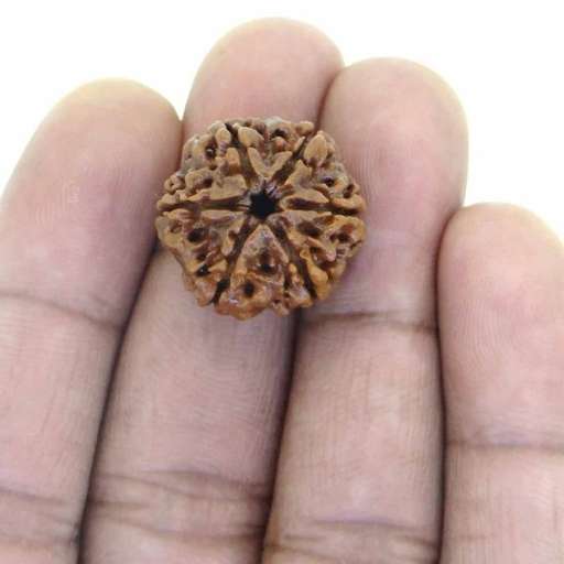 6 Mukhi Nepali Rudraksha — Photo 7 of 9