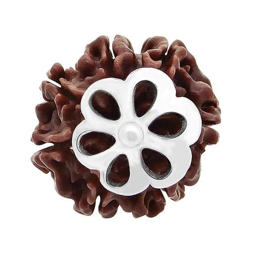 7 Mukhi Nepali Rudraksha — Photo 1 of 8