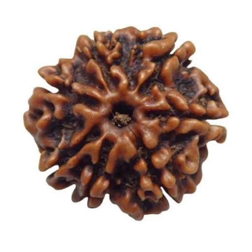 7 Mukhi Nepali Rudraksha — Photo 2 of 8