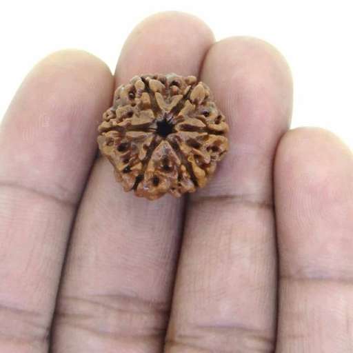 7 Mukhi Nepali Rudraksha — Photo 7 of 8