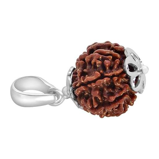7 Mukhi Nepali Rudraksha — Photo 8 of 8