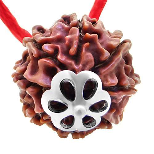 8 Mukhi Nepali Rudraksha — Photo 1 of 8