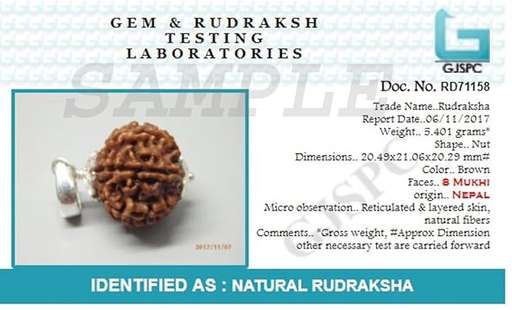 8 Mukhi Nepali Rudraksha — Photo 2 of 8