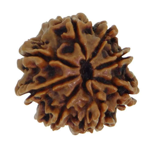 8 Mukhi Nepali Rudraksha — Photo 5 of 8