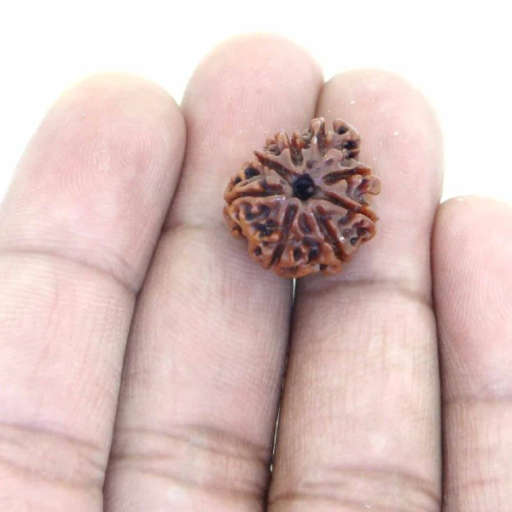 8 Mukhi Nepali Rudraksha — Photo 6 of 8