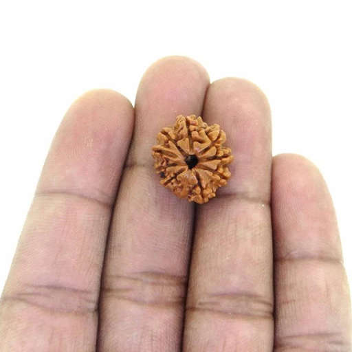 9 Mukhi Nepali Rudraksha — Photo 2 of 9