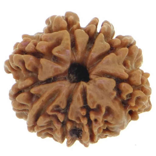 9 Mukhi Nepali Rudraksha — Photo 5 of 9