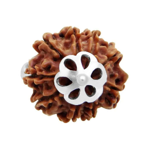 9 Mukhi Nepali Rudraksha — Photo 7 of 9