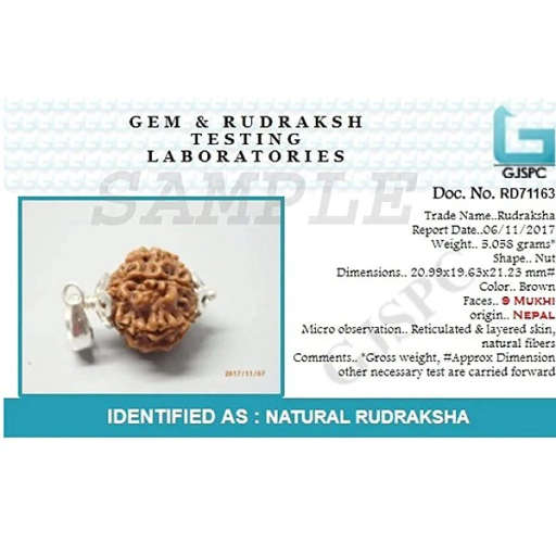 9 Mukhi Nepali Rudraksha — Photo 9 of 9