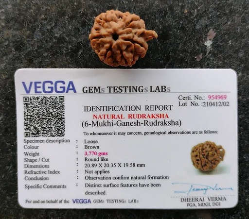 Ganesh Nepali Rudraksha — Photo 3 of 7