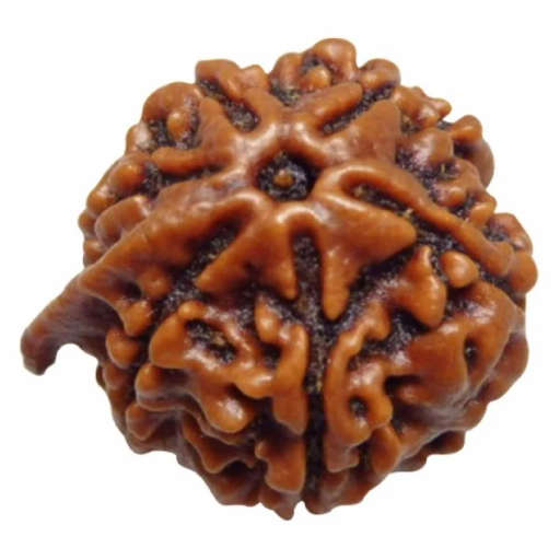 Ganesh Nepali Rudraksha — Photo 4 of 7